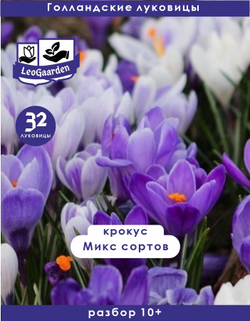 Крокус микс 32 луковицы,Голландия, разбор 10+