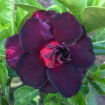 Адениум обесум 318 Fallen City