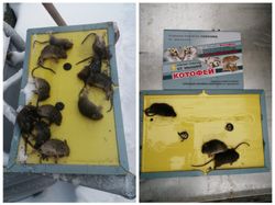 Клеевая ловушка д/ крыс и мышей