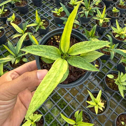 Антуриум VITTARIFOLIUM VAR
