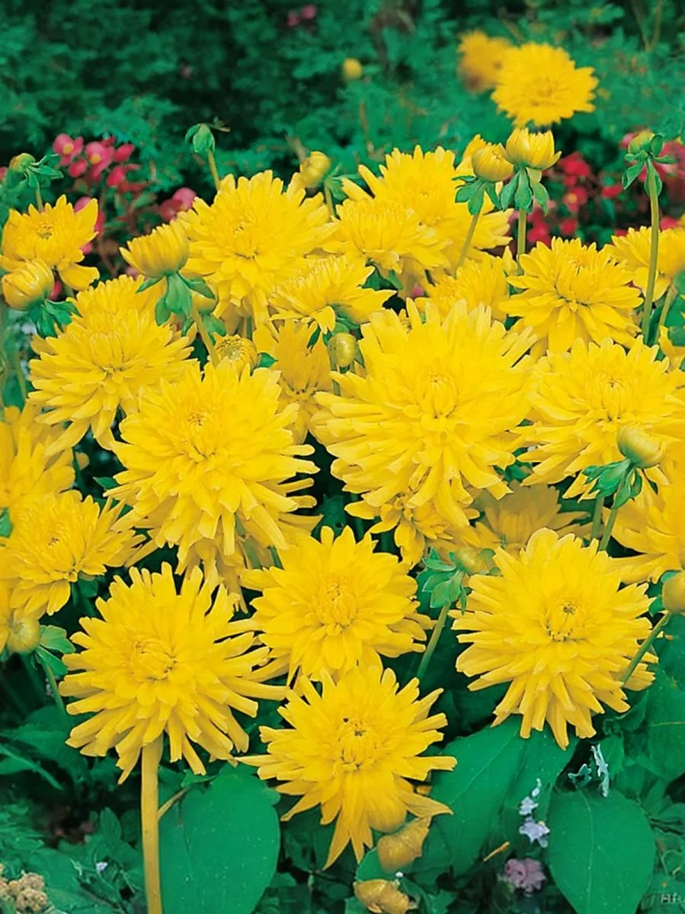 Георгин бордюрный Йеллоу Хэппинес