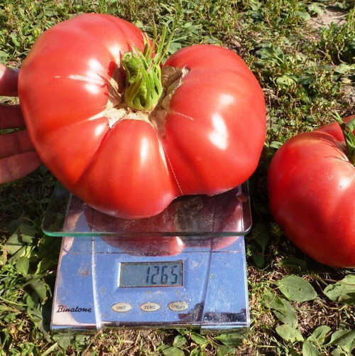 Помидоры Казанский Местный