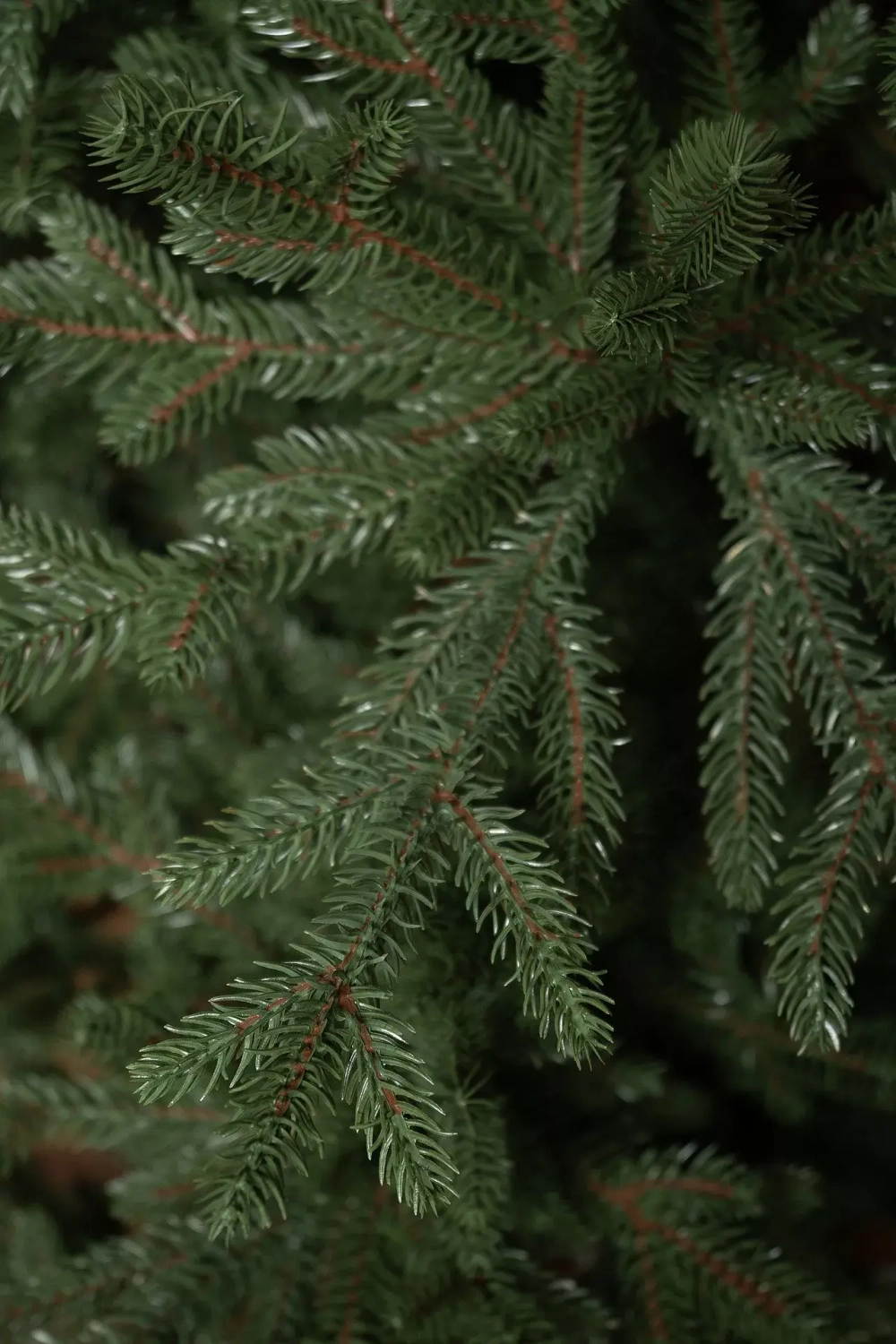 Искусственная елка Царевна леса 240 см., 100% литая хвоя, ЕлкиТорг (11240)