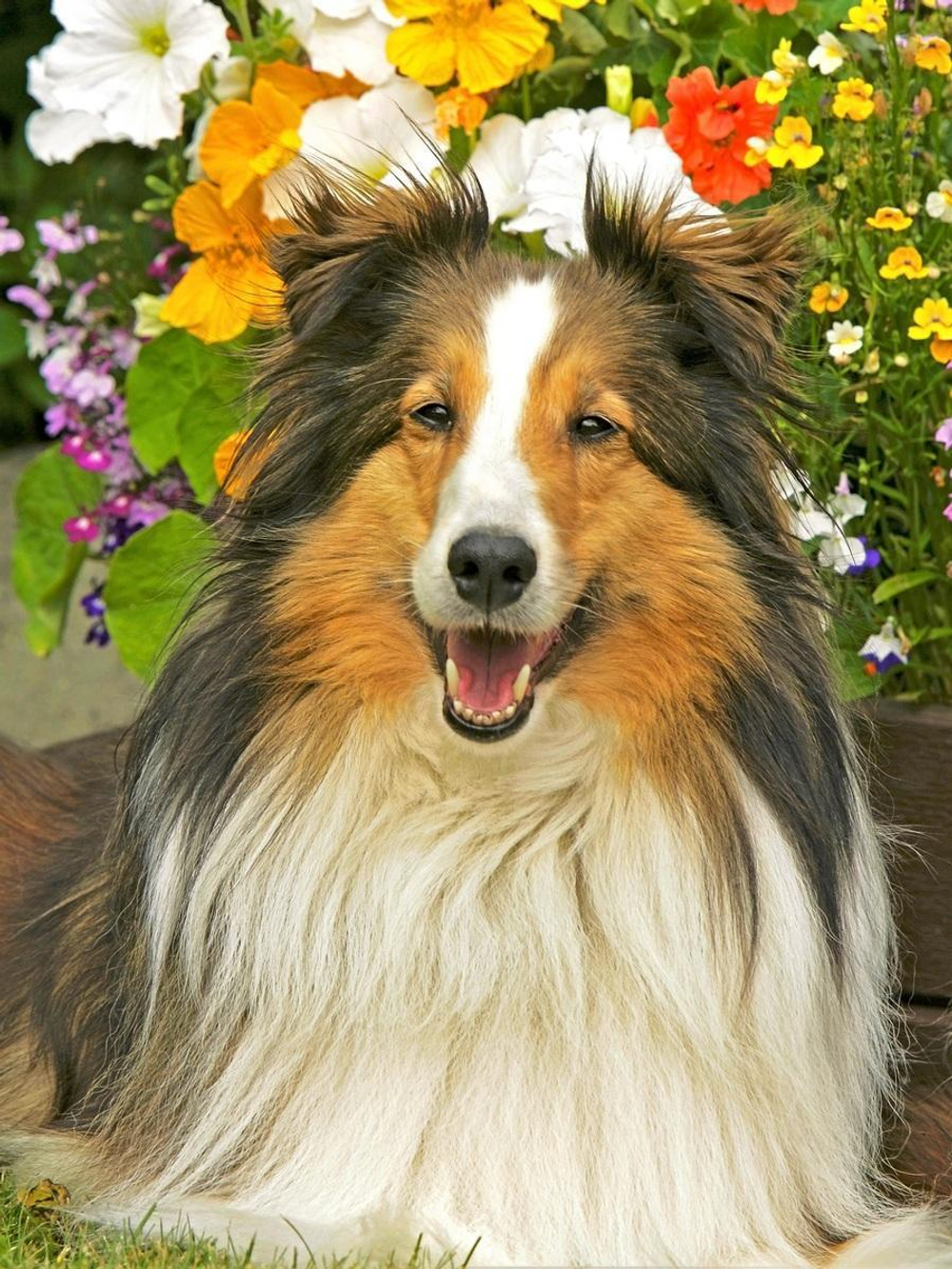 Картина по номерам 40х50см. "Колли и цветы" ( Арт. ХК-8008)