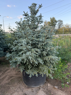 Ель колючая Glauca (Глаука)