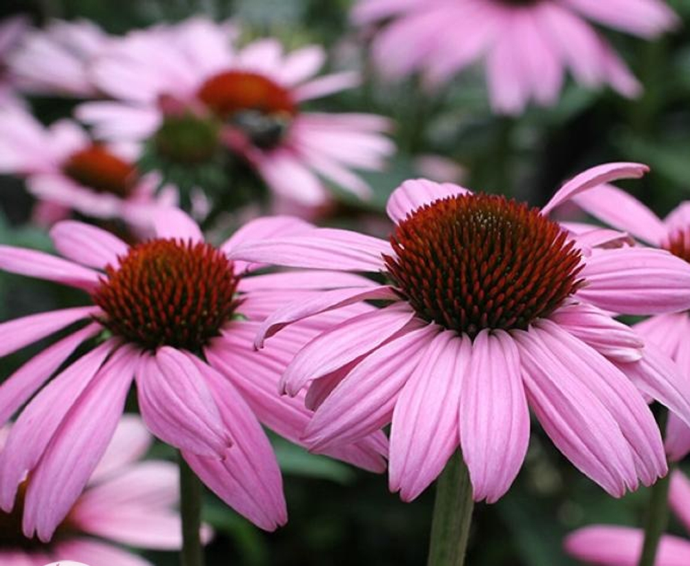 Эхинацея пурпурная Прейри Сплендор Дип Роуз С2