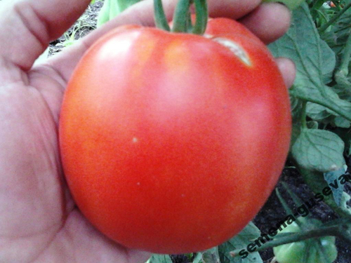 Помидоры Реликвия из Уссурийска