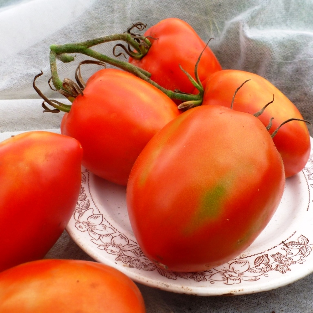 Помидоры Бочковой Засол