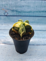 Astrophytum Myriostigma variagate (Астрофитум вариегатный)