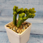 Crassula Pyramidalis Compacta (Крассула)