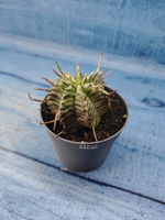 Euphorbia meloformis f. Variegated (Эуфорбия вариегатная)