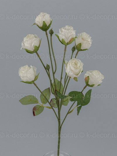 Кустовая роза Джоли