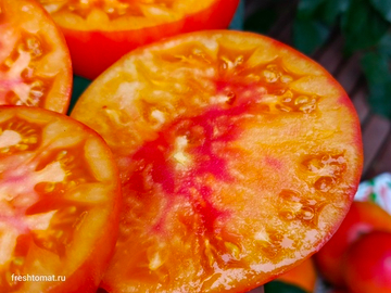 Деревенский (Hillbilly) сорт томата