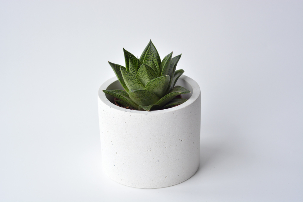 Гастералоэ / Gasteraloe