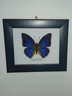 Бабочка Charaxes tiridates в рамке