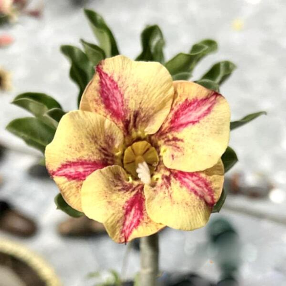 Адениум CHAN CHAI