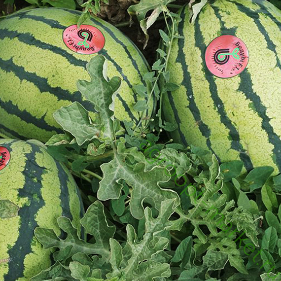 БЕДУИН F1 семена арбуза (Bejo | Alexagro) – фото 3