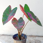 Колоказия PINK LOTUS