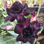 Адениум обесум MAD LADY