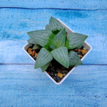 Haworthia Comptoniana Hybride hybrid (Хавортия)