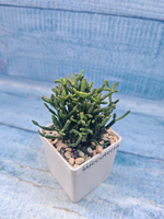 Rhipsalis Hatiora (Рипсалис)