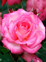 Роза плетистая Арлекин