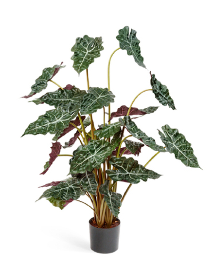 Сет № 2 - Алоказия и калатея в кашпо Treez Effectory Metal