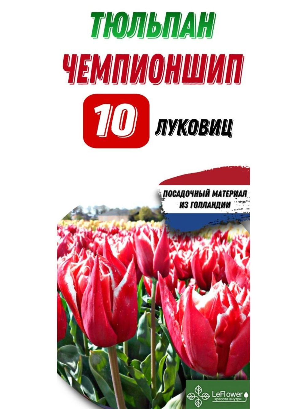 Тюльпан Луковица, Чемпионшип, 10шт