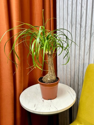Бокарнея на штамбе, D12см Н35см, 1см, Нидерланды (9539)