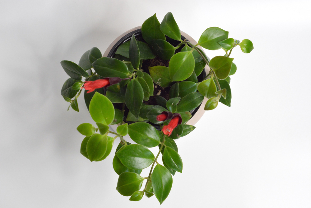 Эсхинатус Мона Лиза / Aeschynanthus Mona Liza