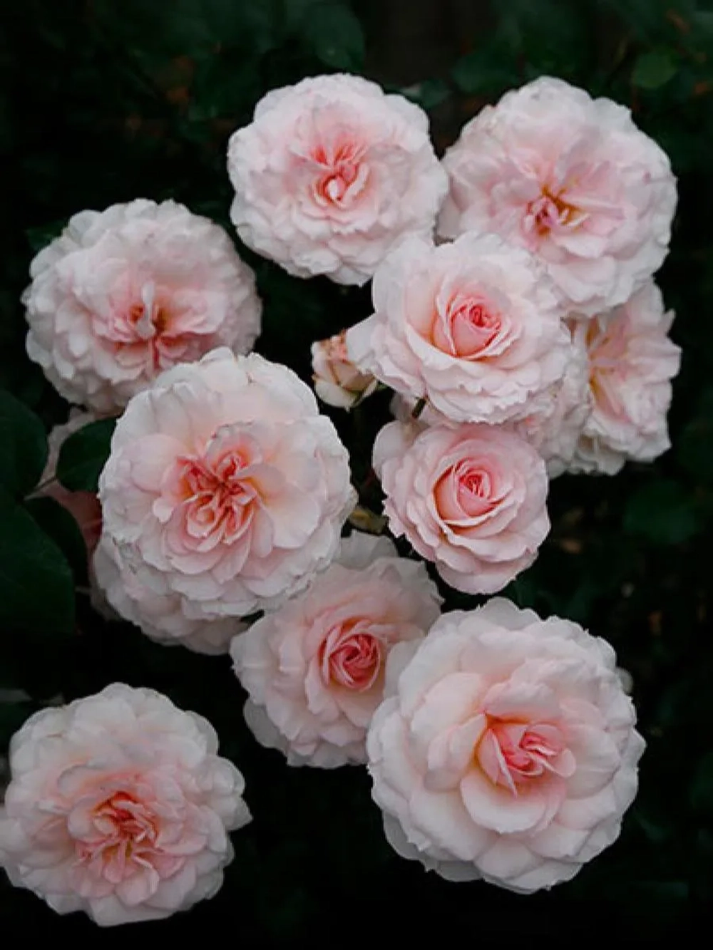 Роза шраб Бремер Штадтмузикантен