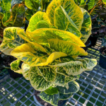 Кротон CHOK JAREN SAP