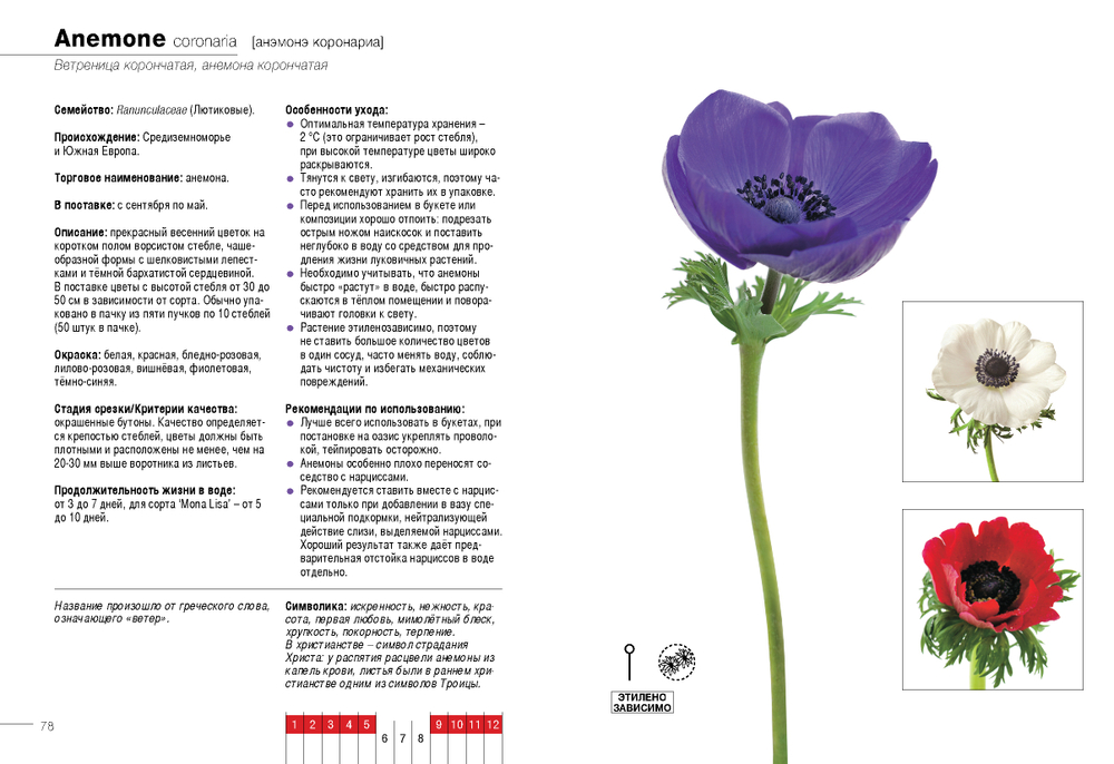 Цветы в срезке от A до Z. Часть 1 (A-G). Каталог-справочник