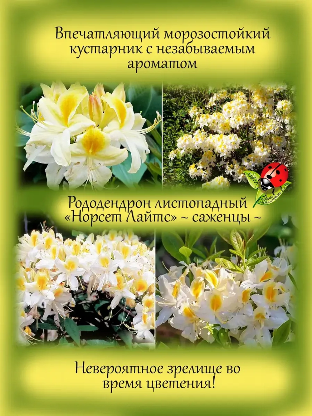 Рододендрон Нортсен Лайтс листопадный Азалия