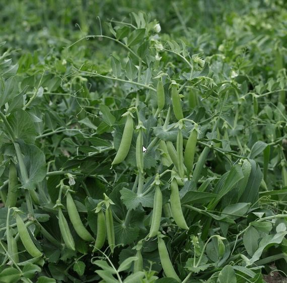 ШУГАР ФЛЭШ семена гороха (Syngenta | Alexagro)