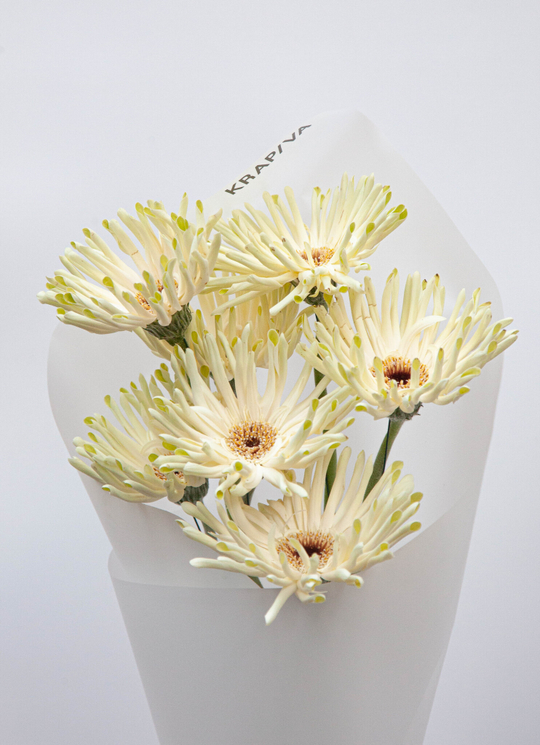 Белые герберы