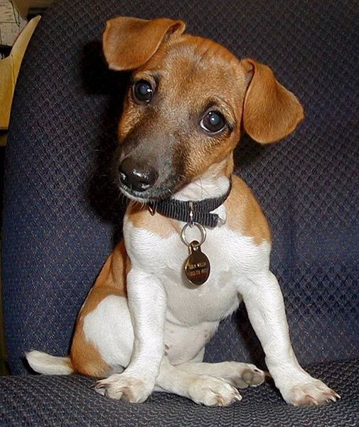 Джек-рассел терьер Джек-рассел терьер