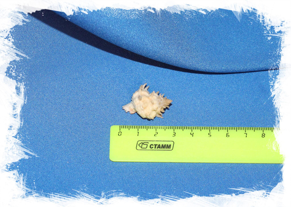 Ракушка Бабеломурекс, Раковина Babelomurex. Купить