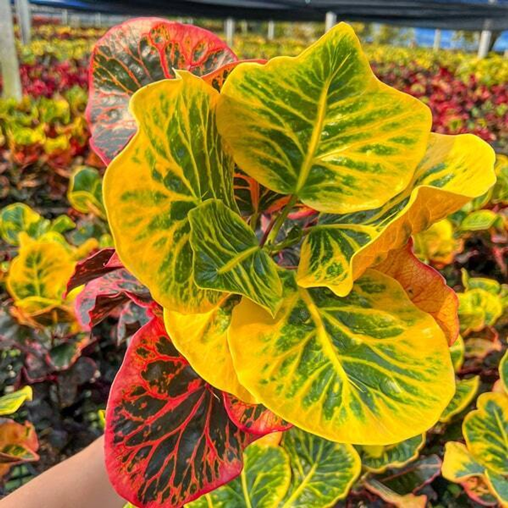 Кротон SEDTHEE HAT YAI