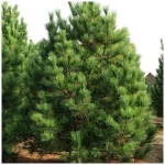 Сосна черная (ком) 200-250