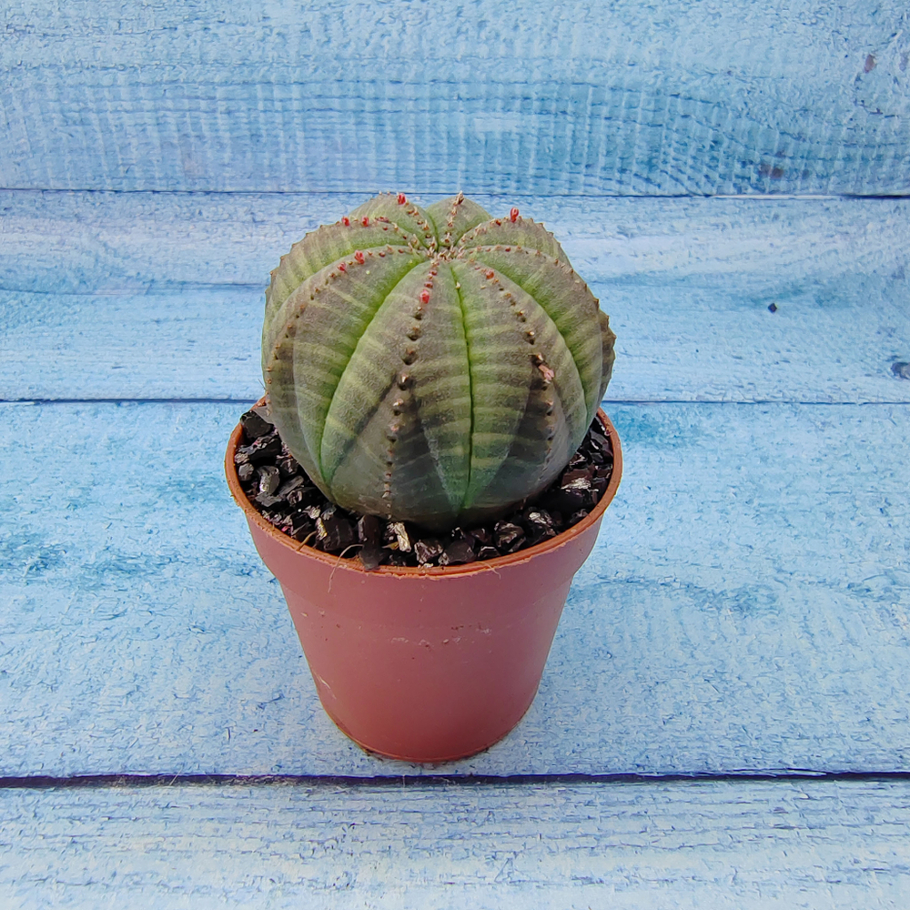 Euphoria Obesa (Эуфорбия)