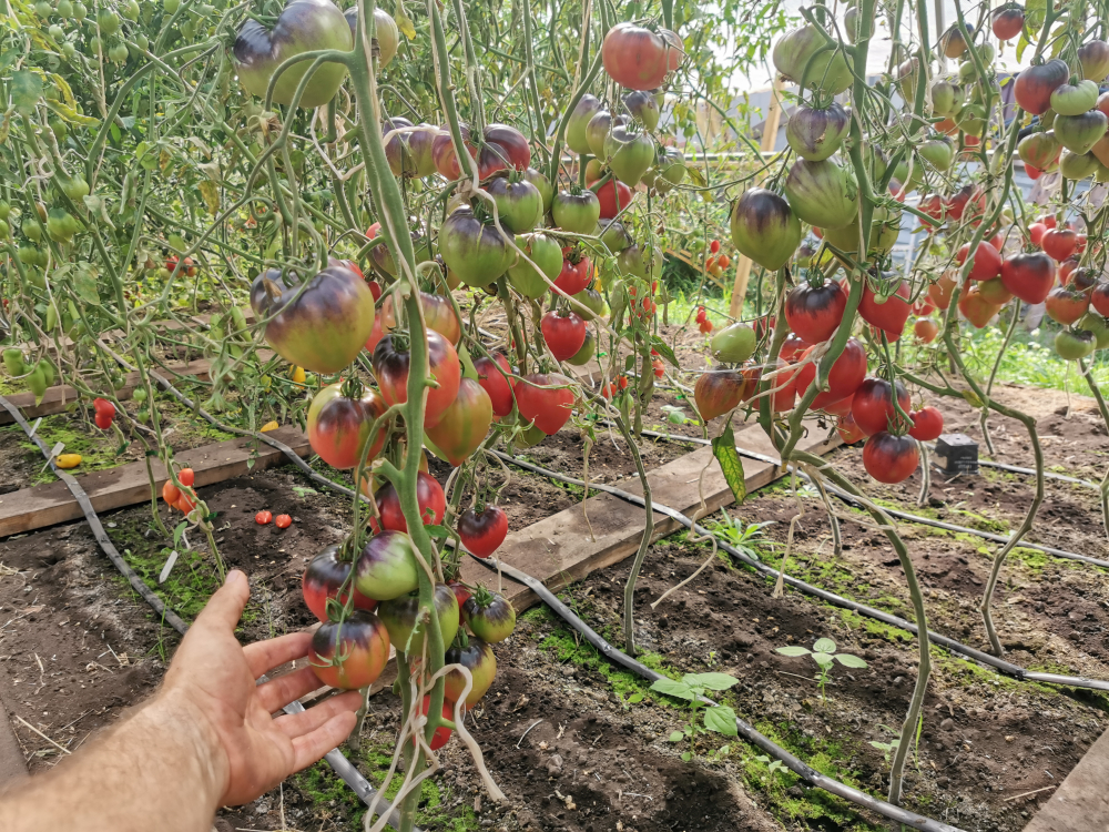 Помидоры Sgt Pepper's - Одинокие Сердца Сержанта Пеппера