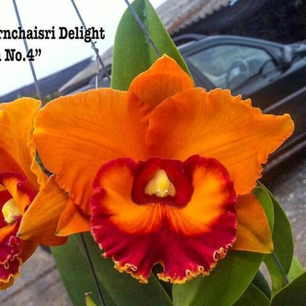 Орхидея ринхолелиокаттлея RLC. NAKORNCHAISRI DELIGHT 'FANTA #4'