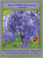 Флокс Гений метельчатый