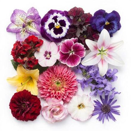 Семена цветов