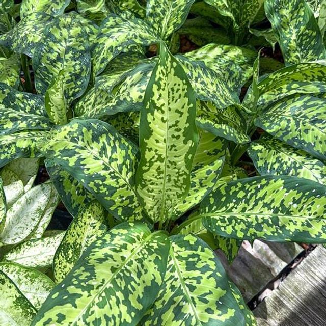 Диффенбахия