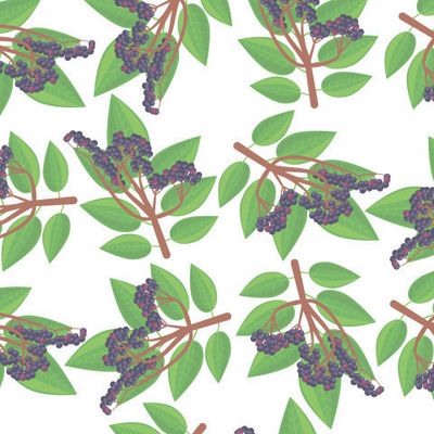 узор с ягодами бузины на ветке с зелеными листочками