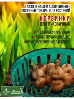 Луковичный цветок калла, 2 шт. Голландия