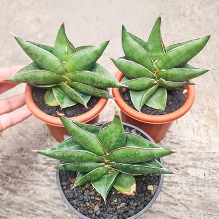 Сансевиерия ROBO THAI