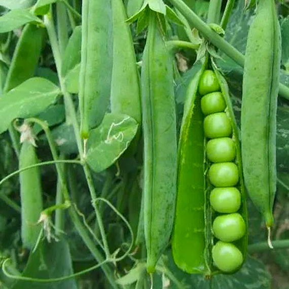 Преладо семена гороха (Syngenta / ALEXAGRO) культура – фото 3